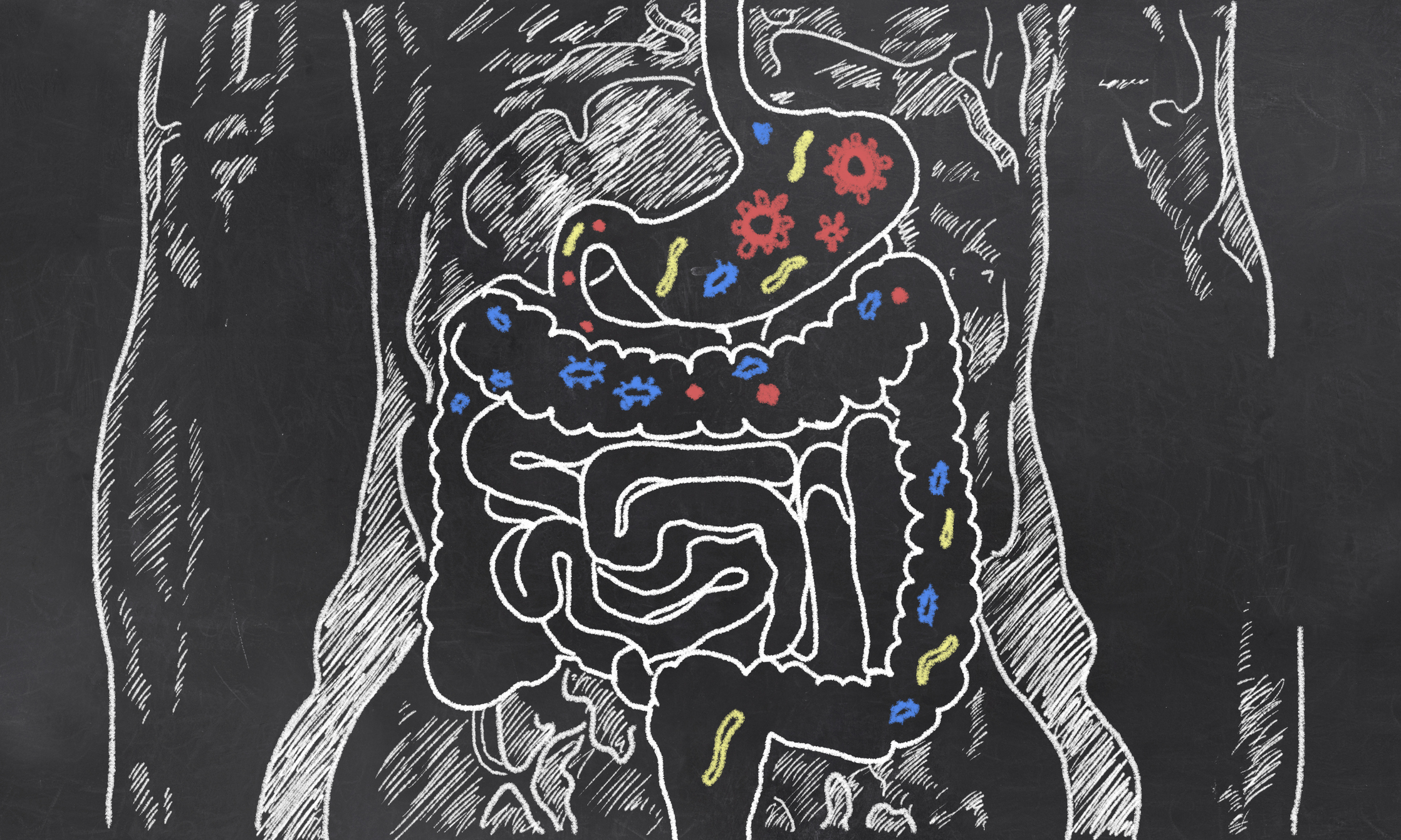 What is Gut Flora and How does it affect your health?