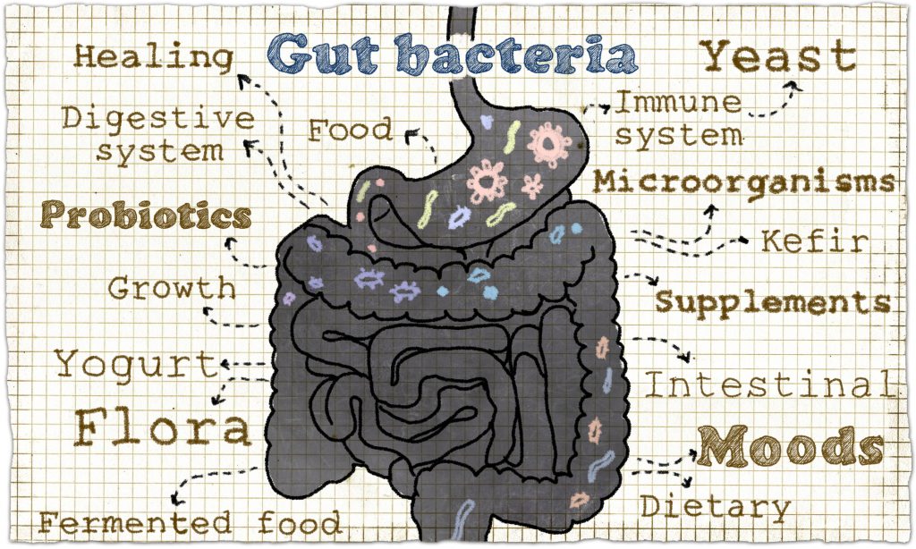 Intestines Sketch with Guts Bacteria